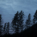 Trees before the Sun.